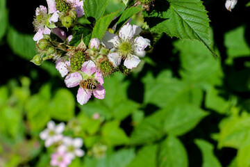 A honey bee pollinates the pink white flowers of a blackberry bush, Rubus fruticosus, in early summer.  The flowers of the bramble are surrounded by green buds and unripen green blackberries.