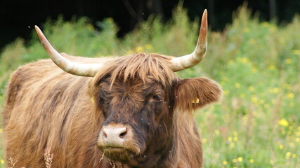 Highland cow with horns