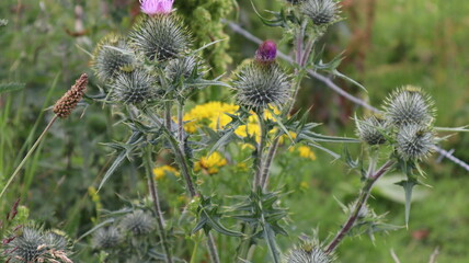 Scottoish Thistle in bloom.