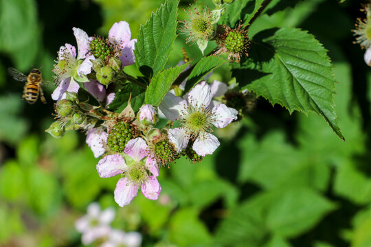A honey bee hovers close to the pink white flowers of a blackberry bush, Rubus fruticosus, in early summer.  The flowers of the bramble are surrounded by green buds and unripen green blackberries.