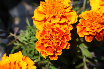 fondo natural con flores de colores vivos