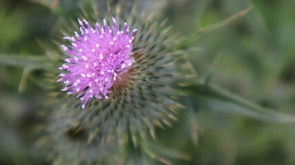 Pink Scottoish Thistle in bloom.