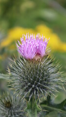 Pink Scottoish Thistle in bloom.