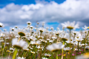 Field of daisies in sunlight, wild flowers in summer