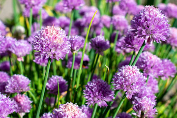 Purple / violet chives flower with fresh grass in a spring garden