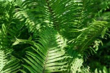 Fern in the forest as a background. Flower plants outdoors. Beautiful green color.