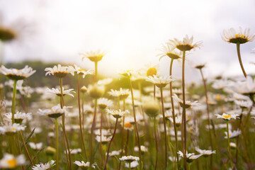 Field of daisies in sunlight, wild flowers in summer