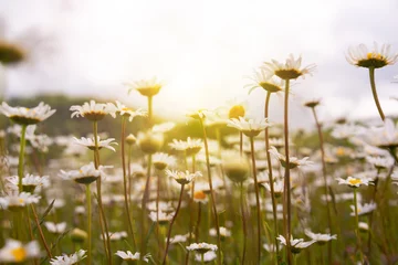 Zelfklevend Fotobehang Field of daisies in sunlight, wild flowers in summer © Maresol