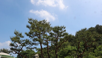 sky and tree