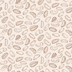 Brazil nut seed, plant set. Hand drawn style. Retro vintage graphic design. Detailed botanical vector sketch for Organic Food, cosmetics component