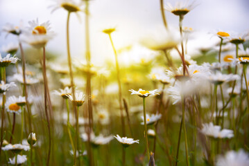 Field of daisies in sunlight, wild flowers in summer