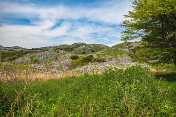 5月の柔らかな光と緑の平尾台【福岡県】