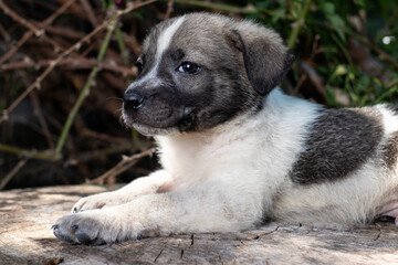 A little pooch sits on the street on a stump. Beautiful cute dog aged 2 months, pet.