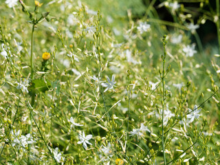 (Anthericum ramosum) Phalangères rameuses aux tiges souples et légères, feuillage linéaire en...