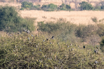 A variety of birds gathered in a tree.