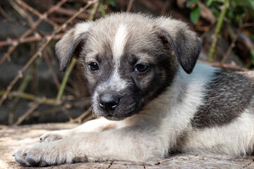 A little pooch sits on the street on a stump. Beautiful cute dog aged 2 months, pet.