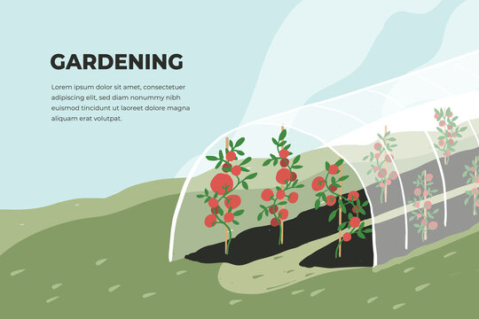 Design template of gardening. Greenhouse with tomato plants. Spring or summer time in garden. Growing vegetables in agriculture. Farming landscape, cultivated land vector illustration. Banner or flyer