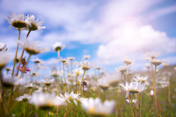 Field of daisies in sunlight, wild flowers in summer