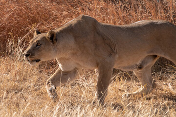 Obraz premium A lioness stalking her prey.