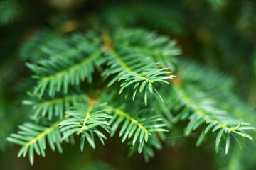 Close-up of a yew plant with shallow depth of field, beautiful green background