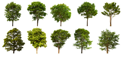 isolated tree green set is located on a white background.Collection of isolated tree green on white background Tropical tree