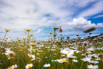 Field of daisies in sunlight, wild flowers in summer