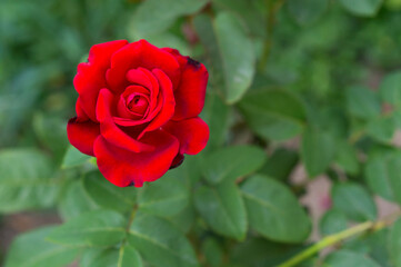 Bud of a beautiful red rose on a background of green leaves