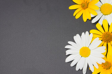 Yellow and white flowers on a black background. Place for your text. Flowers and a dark free area.