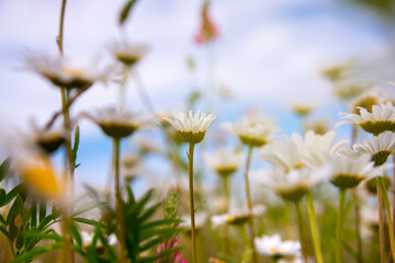 Field of daisies in sunlight, wild flowers in summer