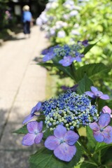 A woman is walking through the pathway in the temple garden with hydrangeas.
