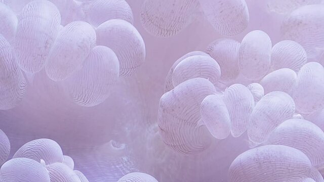 Sea Anemon close -up in slow movement. Coral reef. Underwater macro video	