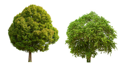 isolated tree green set is located on a white background.Collection of isolated tree green on white background Tropical tree