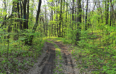 dirt road in forest