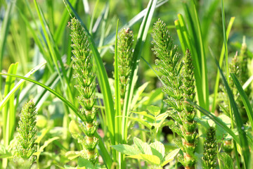 sprouts of fern in morning dew