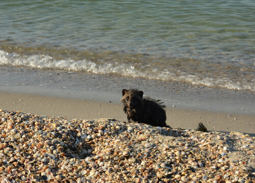 A small cute cub of a raccoon dog is walking along the sandy seashore to gather fish and crabs thrown out by sea waves in summer.