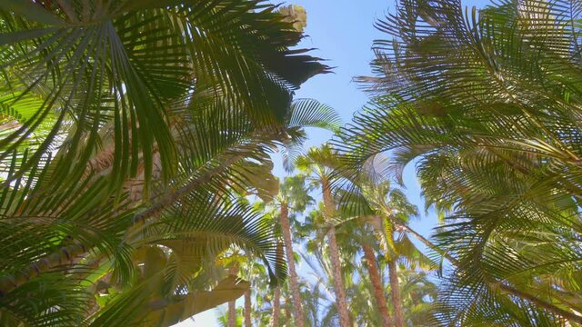 Spinning under palm trees in Hawaii in 4k slow motion 60fps