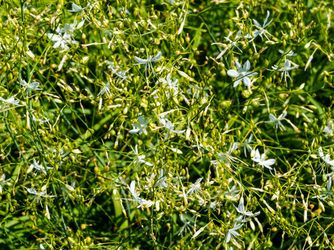 (Anthericum ramosum) Phalang&egrave;re ramifi&eacute;e ou anth&eacute;ricum rameux aux panicules de fleurs blanches, au feuillage lin&eacute;aire et lisse sur des tiges souples et l&eacute;g&egrave;res