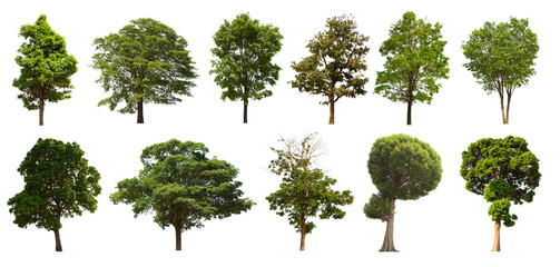 Fototapeta premium isolated tree green set is located on a white background.Collection of isolated tree green on white background Tropical tree