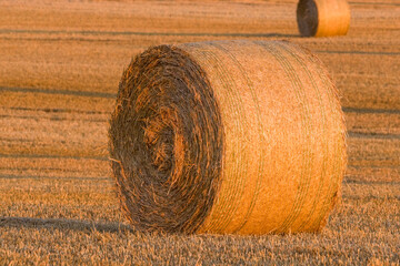 meules de paille après les moissons de blé