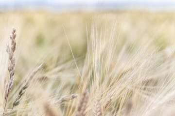 wheat and grasslands beautiful field closeup under blue sky. background