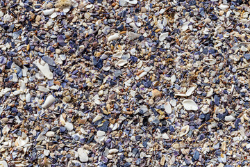 colorful seashells and stones on the beach. holiday and summer concept