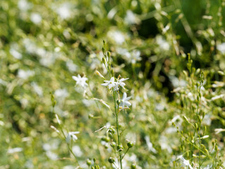 (Anthericum ramosum) Phalangère ou Anthéricum ramifié aux touffes de fines feuilles linéaires...