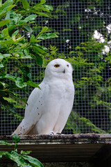 Fototapeta premium Snowy owl sits on a branch in the tree and looks straight into the camera