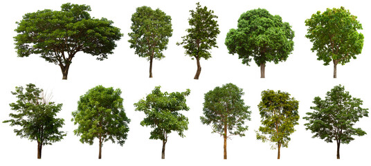isolated tree green set is located on a white background.Collection of isolated tree green on white background Tropical tree