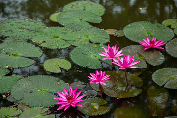 Pink lotus blossom