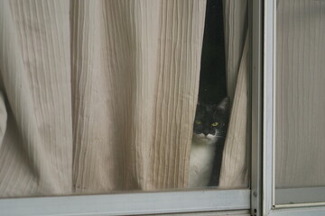 カーテンの隙間からこちらを覗く窓際の猫