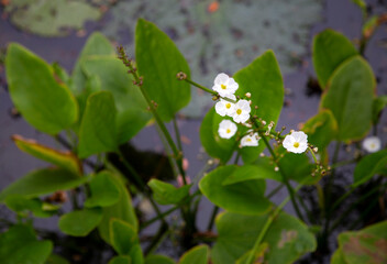 White little flower in pond