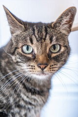 Gaze of a gray and white domestic cat with blue eyes on top of a precious in a home. Man's best friend, best animal, precious cat. With white background, vertical photo