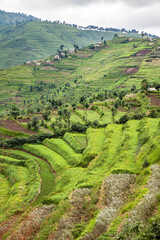 Newly constructed terraces in Rwanda (Gishwati forest area), to combat erosion. In the background villages perched against the hills