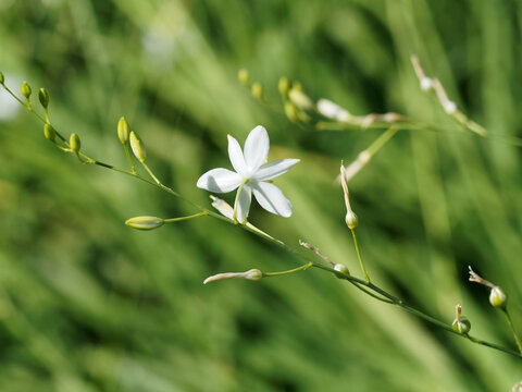 (Anthericum ramosum) Fleur blanche de Phalang&egrave;re ramifi&eacute;e ou anth&eacute;ricum rameux 